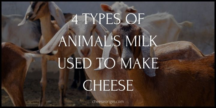 4 Common Types of Animal’s Milk Used to Make Cheese