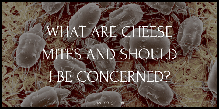 What Are Cheese Mites and Should I be Concerned? - Cheese Origin
