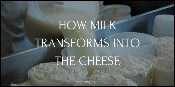 Cheesemaking: How Milk Transforms into the Cheese We Love
