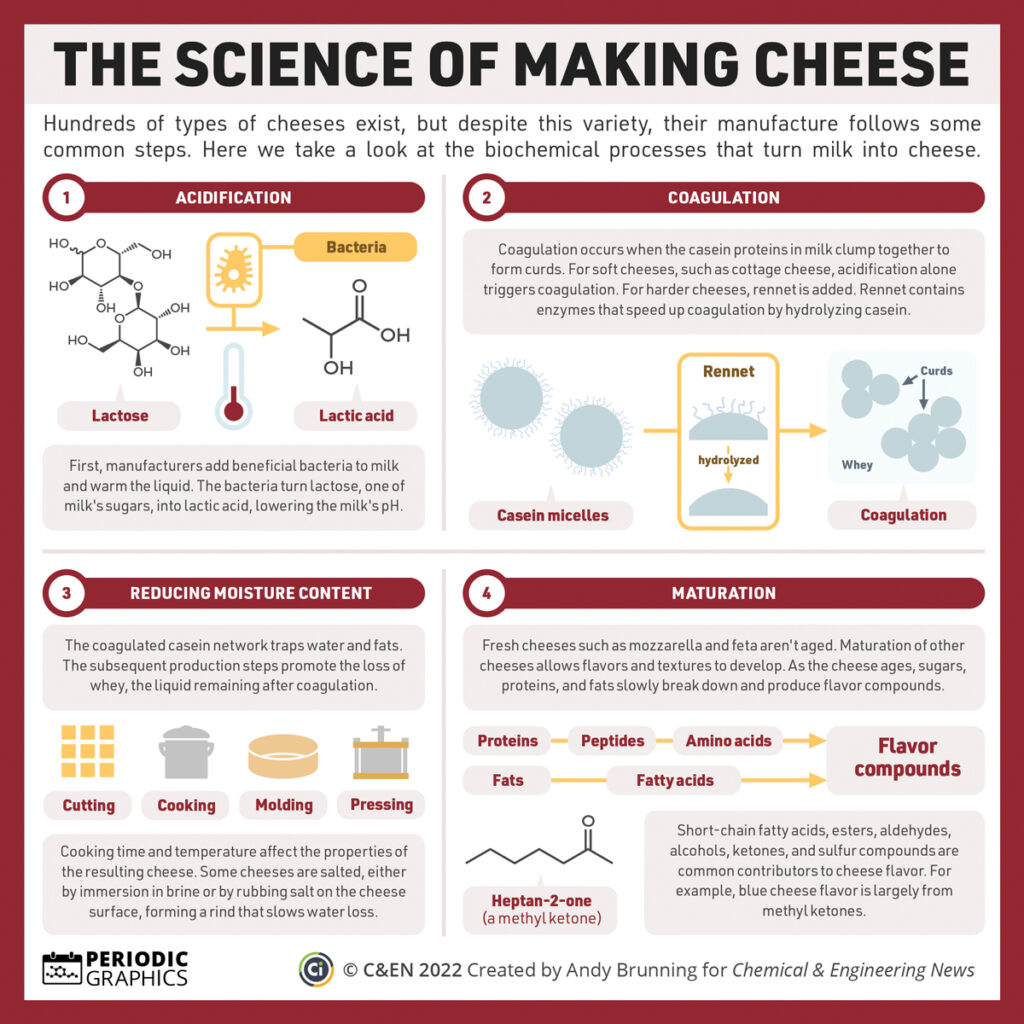 Science Behind Making Cheese Infographic