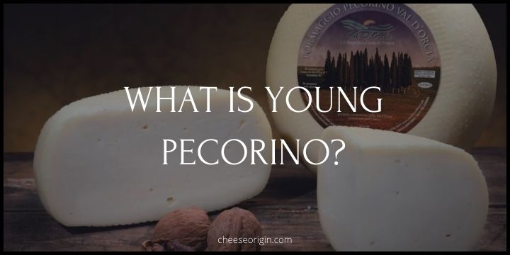 What is Young (Fresco) Pecorino? A Taste of Tuscan Tradition